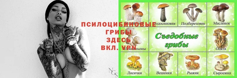 цены наркотик  Звенигово  Псилоцибиновые грибы Cubensis 